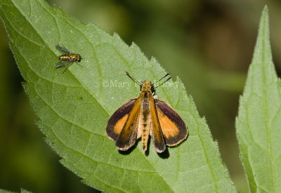 Least Skipper _MG_0870.jpg