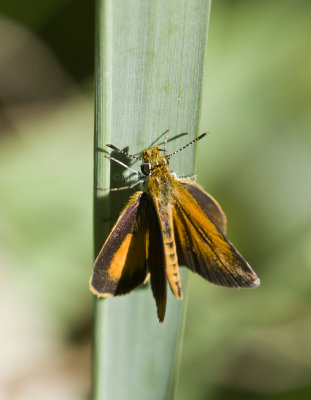 Least Skipper _MG_0872.jpg
