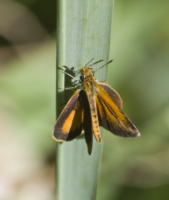 Least Skipper _MG_0873.jpg