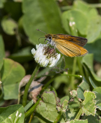 Least Skipper _MG_1043.jpg