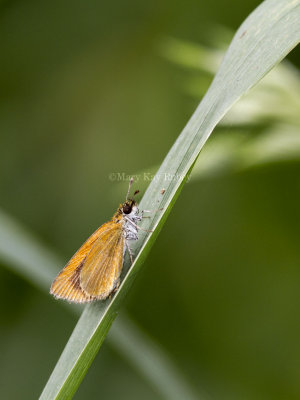 Least Skipper _MG_2520.jpg