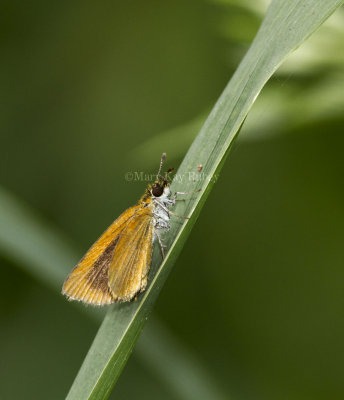 Least Skipper _MG_2521.jpg