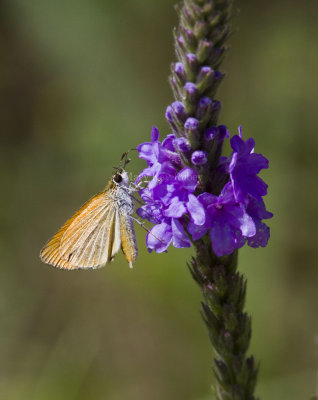 Least Skipper _MG_4139 (1).jpg