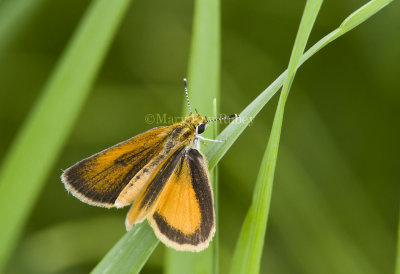 Least Skipper _MG_4165.jpg