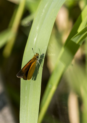 Least Skipper _MG_4826.jpg