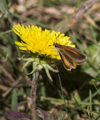 Least Skipper _MG_5662.jpg