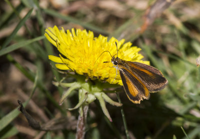 Least Skipper _MG_5663.jpg