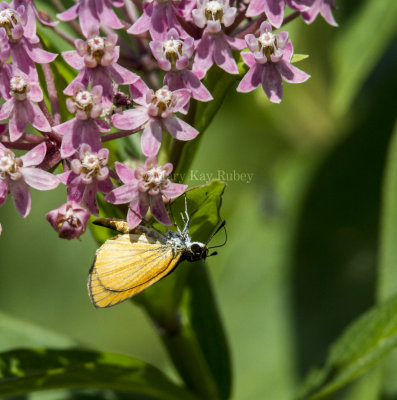 Least Skipper _MG_8846.jpg