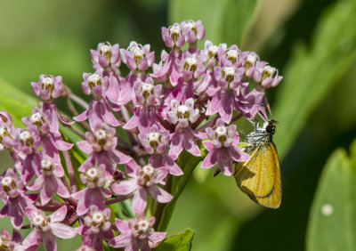 Least Skipper _MG_8847.jpg