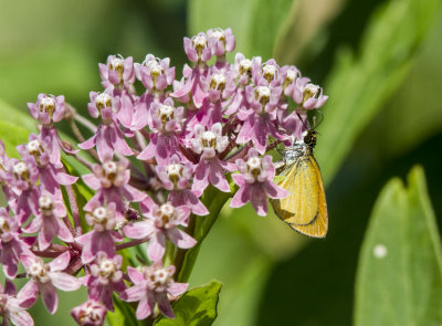 Least Skipper _MG_8848.jpg