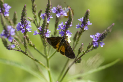 Least Skipper _MG_9265.jpg