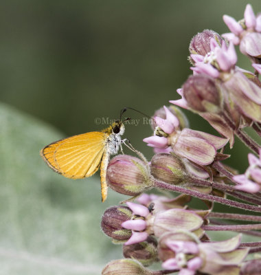 Least Skipper _MG_7661.jpg