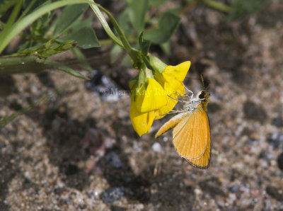Least Skipper _MG_0837.jpg