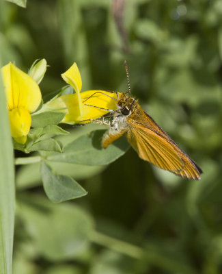 Least Skipper _MG_0848.jpg