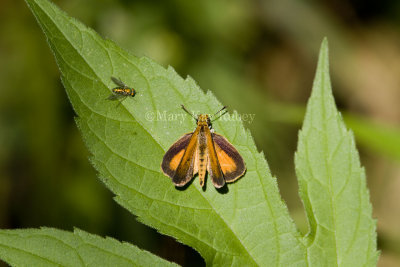 Least Skipper _MG_0866.jpg
