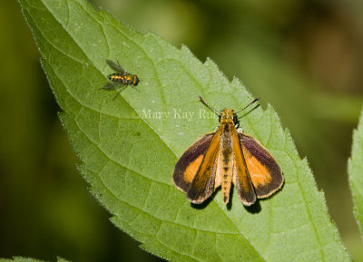 Least Skipper _MG_0866c.jpg