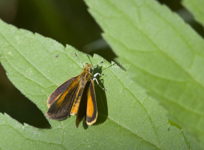 Least Skipper _MG_0877.jpg
