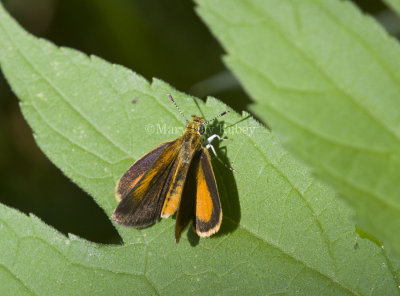 Least Skipper _MG_0878.jpg