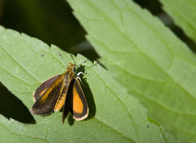 Least Skipper _MG_0880.jpg