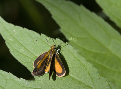 Least Skipper _MG_0882.jpg