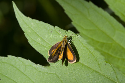 Least Skipper _MG_0883.jpg