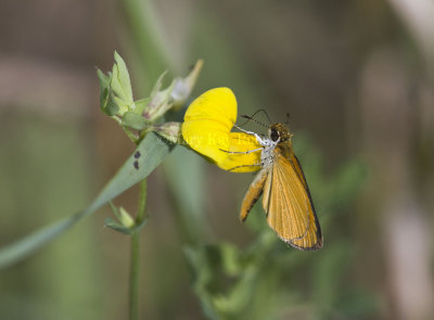 Least Skipper _MG_0841.jpg