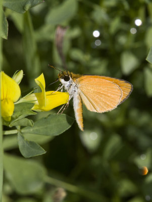 Least Skipper _MG_0852.jpg