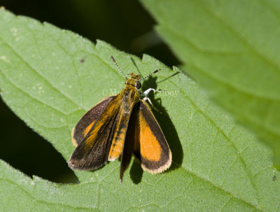 Least Skipper Gallery (Ancyloxypha numitor)