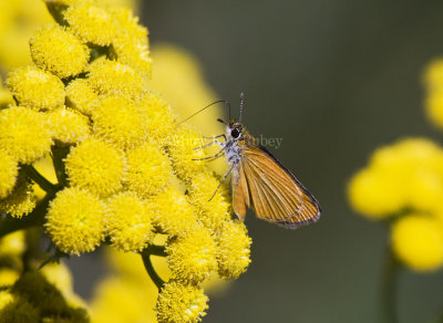 Least Skipper _MG_1033.jpg