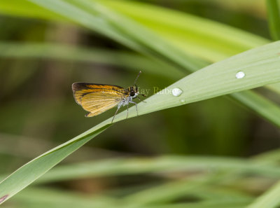 Least Skipper _MG_2476.jpg