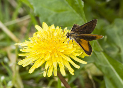 Least Skipper _MG_4043.jpg