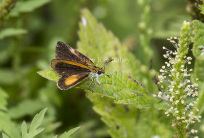 Least Skipper _MG_8792.jpg