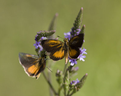 Least Skipper _MG_9272.jpg