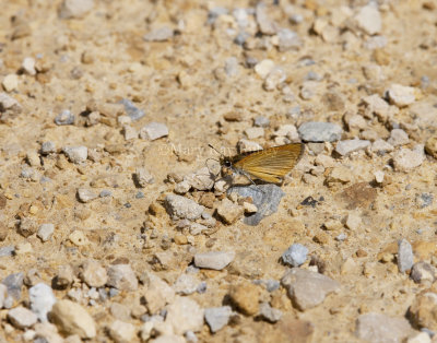 Least Skipper _11R0402.jpg