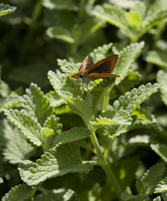 Least Skipper _I9I0490.jpg