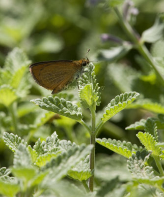 Least Skipper _I9I0494.jpg