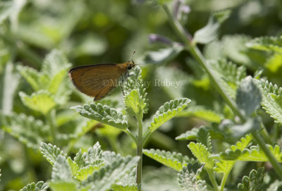 Least Skipper _I9I0495.jpg