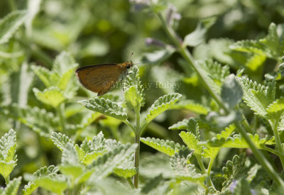 Least Skipper _I9I0496.jpg