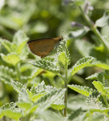 Least Skipper _I9I0497.jpg