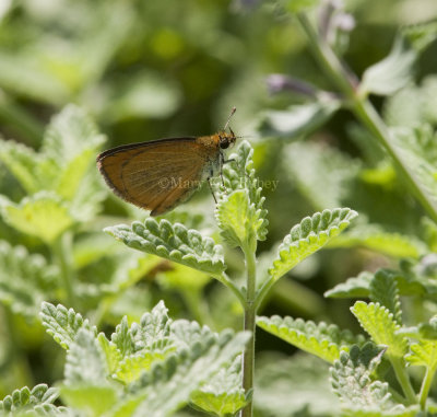 Least Skipper _I9I0498.jpg