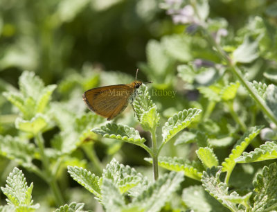 Least Skipper _I9I0499.jpg