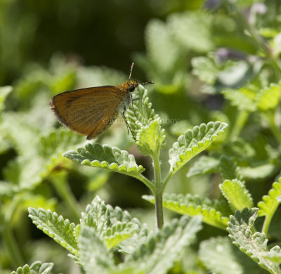 Least Skipper _I9I0500.jpg