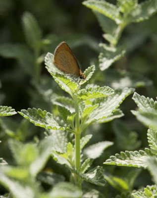Least Skipper _I9I0502.jpg