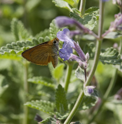 Least Skipper _I9I0507.jpg