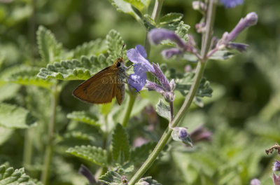 Least Skipper _I9I0508.jpg