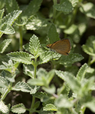 Least Skipper _I9I0511.jpg