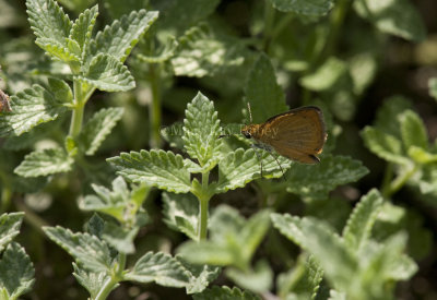 Least Skipper _I9I0513.jpg