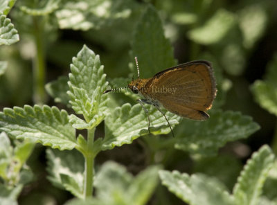 Least Skipper _I9I0514.jpg