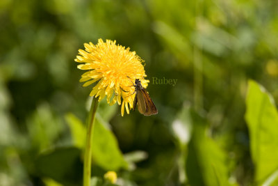 Least Skipper _I9I1445.jpg