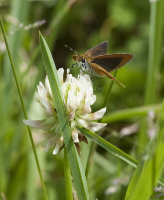 Least Skipper _I9I4819.jpg